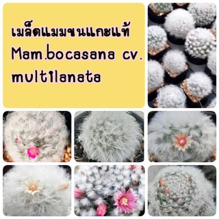 สินค้า ❗ซื้อ3 ลด4%❗ เมล็ด แมมขนแกะแท้ 70เมล็ด คละขน คละดอก มีหนาม ไร้หนาม (Mam. bocasana cv. multilanata)