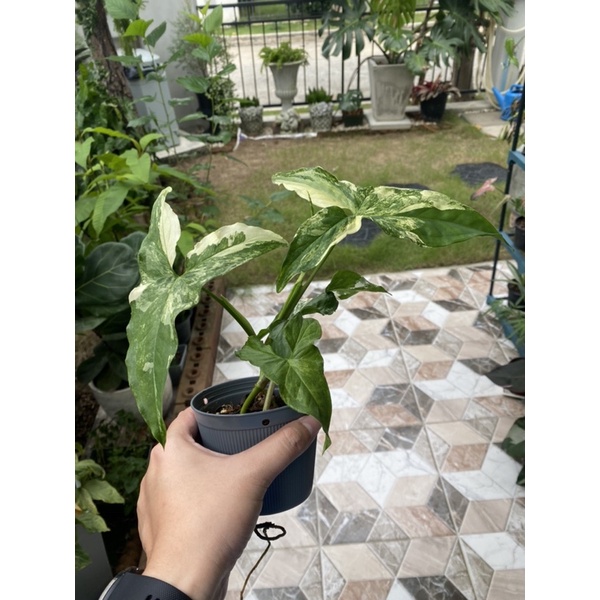 ส่งฟรีต้นเงินไหลมาด่างขาว-syngonium-podophyllum-ในกระถาง-4-นิ้ว-ลายสวยทักแชทเลือกต้นได้ค่ะ