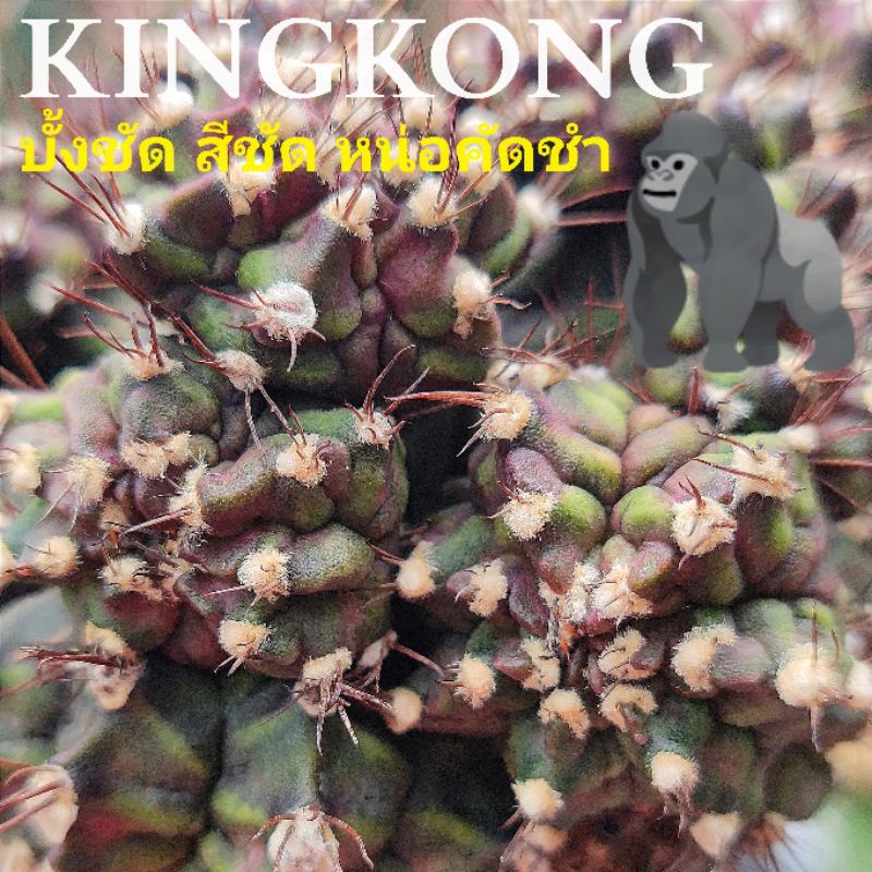 ภาพหน้าปกสินค้าแคคตัสKingkong หน่อเด็ดสดคัดชำ สีชัดๆบั้งโหดๆ จากต้นแม่ตามภาพ จากร้าน dn.dd.shop99 บน Shopee