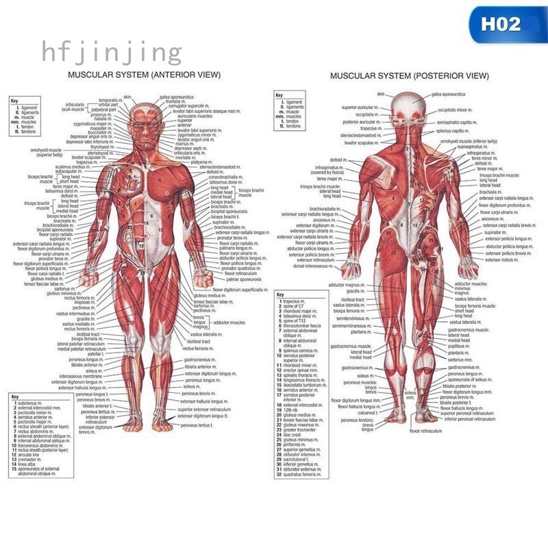 ภาพหน้าปกสินค้าHfjinjing Hfjinjing Retro โปสเตอร์โปสเตอร์อนาโตมี่เพื่อการศึกษา