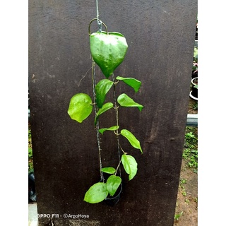 Hoya pentaphlebia โฮย่าดอกสีเหลือง ใบใหญ่ ๆ