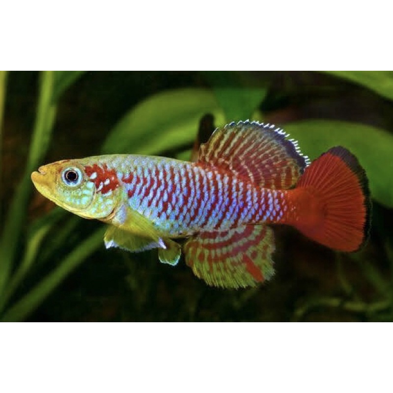 ชุดเพาะ killifish ปลาคิลลี่ คิลลี่ฟิช แบบประหยัดไข่ใหม่ ฟักติดแน่นอน ...