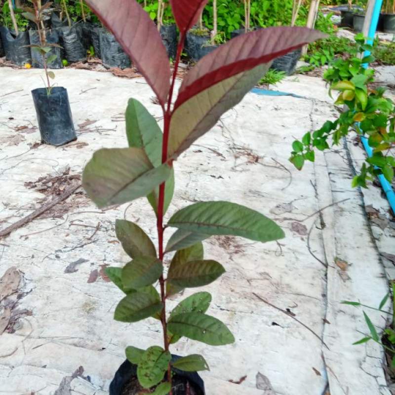 ต้นฝรั่งแดงทับทิมสยาม-แบบกล้าเมล็ด-ขนาด50-60เซนฯผลใหญ่รสหวาน
