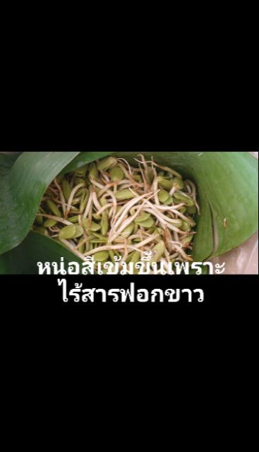 หน่อเหรียง-ลูกเหรียงสด-ผักพื้นบ้านปักษ์ใต้