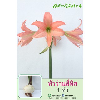 หัวว่านสี่ทิศ amaryllis ดอกสีส้ม สีโอรส ปลูกง่าย ออกดอกบ่อย