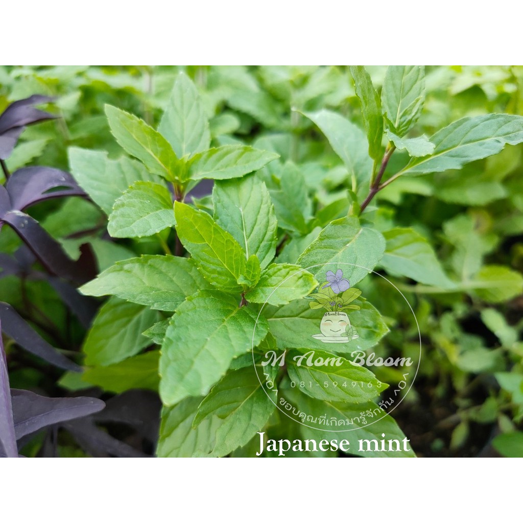 Japanese mint ต้นมินท์ เครื่องดื่มชา สมุนไพร เครื่องเทศ มีกลิ่นหอม คลุม