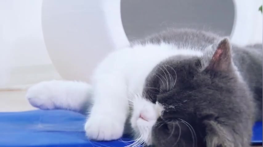 doodee-แผ่นเจลเย็น-ที่นอนเย็น-แผ่นทำความเย็น-ที่นอนสัตว์เลี้ยง-ที่นอนเจลเย็น-ที่นอนแมว-ที่นอนเย็น-แผ่นใหญ่
