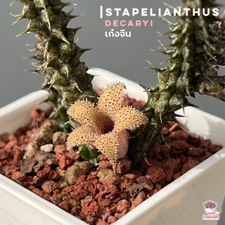 เก๋งจีน Stapelianthus decaryi แคคตัส กระบองเพชร cactus&amp;succulent