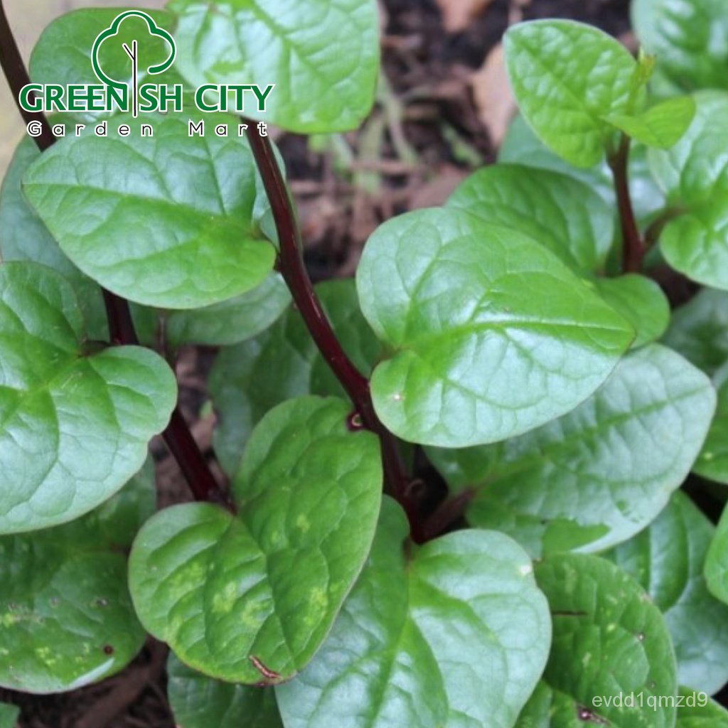 gnc-baba-smart-grow-seed-ve-075-red-stem-malabar-spinach-vege-seed-biji-benih-sayur-sayuran