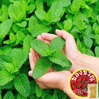 Peppermint Seeds Catnip Potted Edible JjuCseeds/สวน/คื่นฉ่าย/เด็ก/ผักชี/ดอกทานตะวัน/มะละกอ/บ้านและสวน/กุหลาบ/แม่และเด็ก/