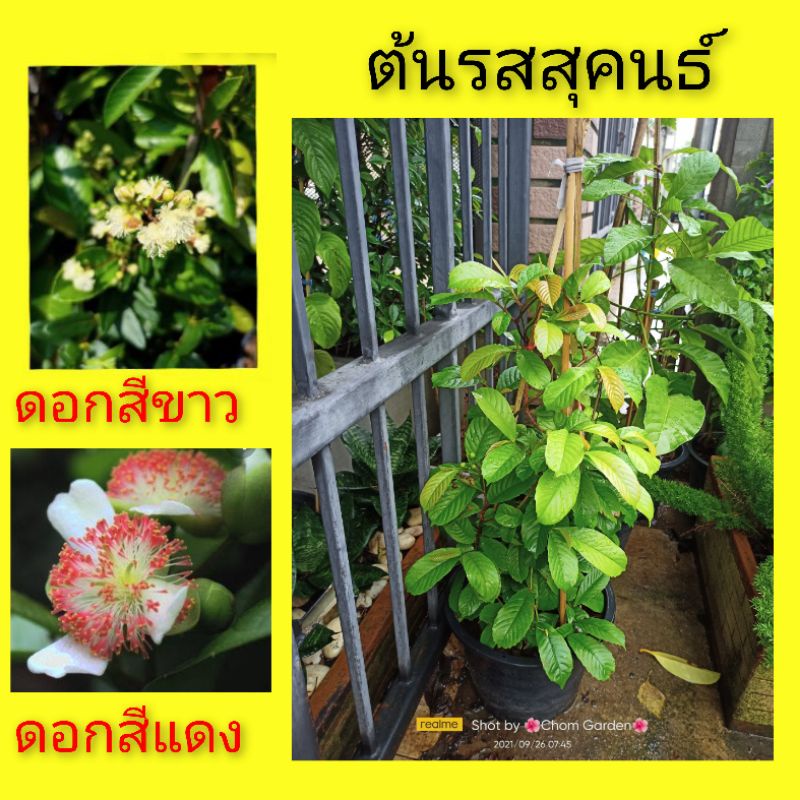 ต้นรสสุคนธ์-ดอกรสสุคนธ์-ไม้เลื้อย-กระถาง-11-นิ้ว