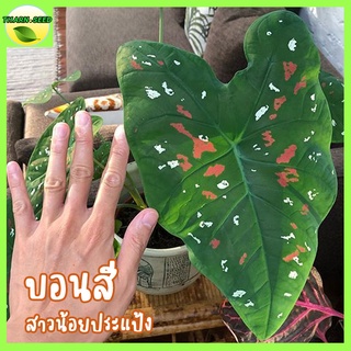 บอนสาวน้อยปะแป้ง เลือกขนาดได้ ใส่ถุงดำ บอนลายจุด caladium florida clown บอนสาวน้อยปะแป้ง สาวน้อยประแป้ง