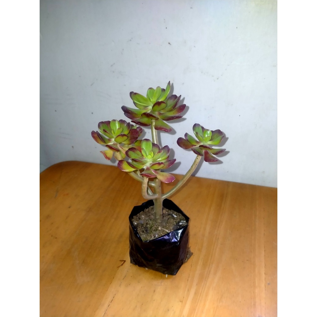 curly-jade-plant-7o2a