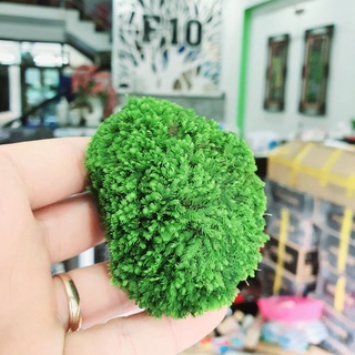 Minifiss moss Stone - Mini Fiss Aquatic Pellets - minifiss ตะไคร่น้ํา ...
