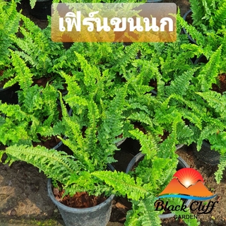 ต้นเฟิร์นขนนก เฟิร์นขนนก สวนเขาหมาก สีสรรสดใส ไม้ดอก ไม้สวย ไม้ประดับ ดอกไม้ home garden รับประกันสินค้า