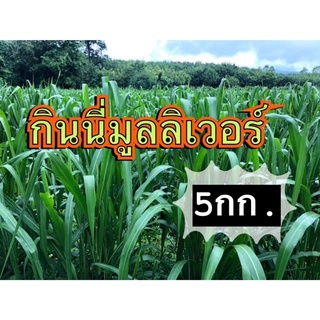 กินนี หญ้า กินนีมูนลิเวอร์ 5 กิโลกรัม(คัดเมล็ดเกรดA) (พร้อมปลูก)