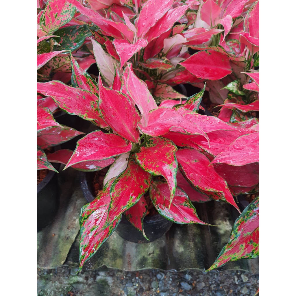 aglaonema-แก้วกาญจนาแดง-แก้วกาญจนา-หรือ-อโกลนีม-aglaonema-ไม้ฟอกอากาศ-ไม้มงคล-กระถาง8นิ้วสูง-20ซม-เ