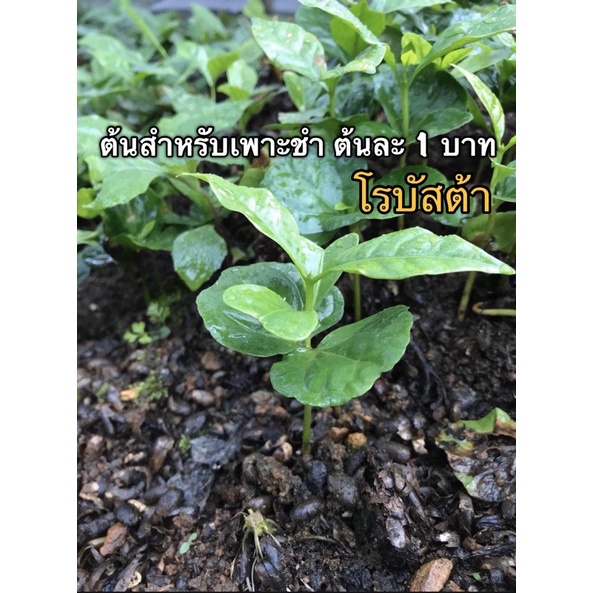 ต้นกาแฟ-โรบัสต้า-ต้นละ-1-บาท-สำหรับเพาะชำ-มัดละ100ต้น-ชำไว้3-4-เดือนพร้อมปลูกลงดิน