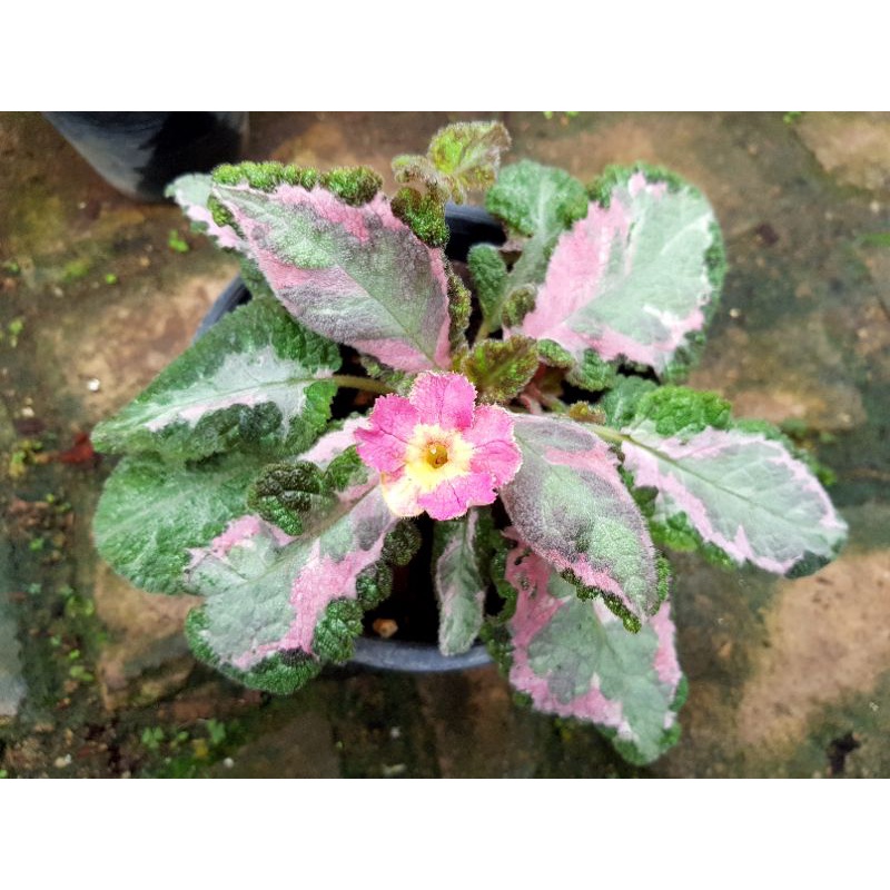 episcia-picasso-pink-ด่าง-3-สี