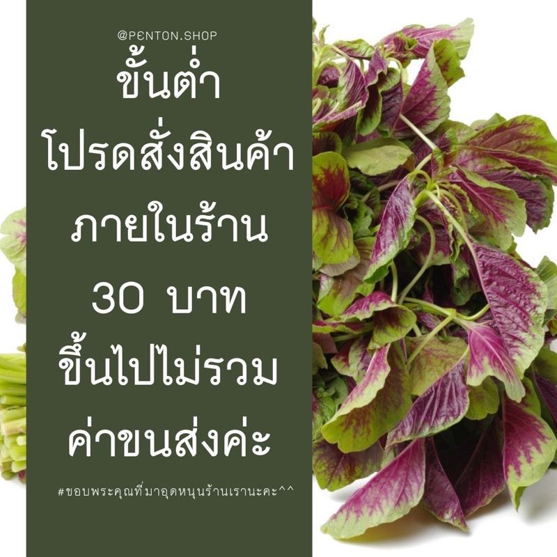 ต้นเศรษฐีพันล้าน-ไม้มงคลแห่งความร่ำรวยมั่งคั่ง