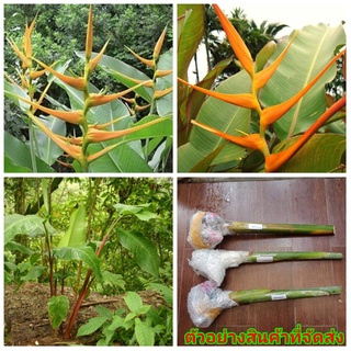 (1หน่อ)(ขาย หน่อพันธุ์) ดอก ต้น หน่อ เหง้า Heliconia latispatha Orange gyro ลาทีสพาธ่า ออเร้นท์ ไจโร heliconia เฮลิโคเนี