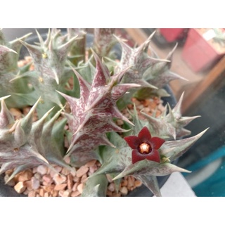 เก๋งจีนOrbea decaisneana กระถาง2"(ส่งถอดกระถาง)