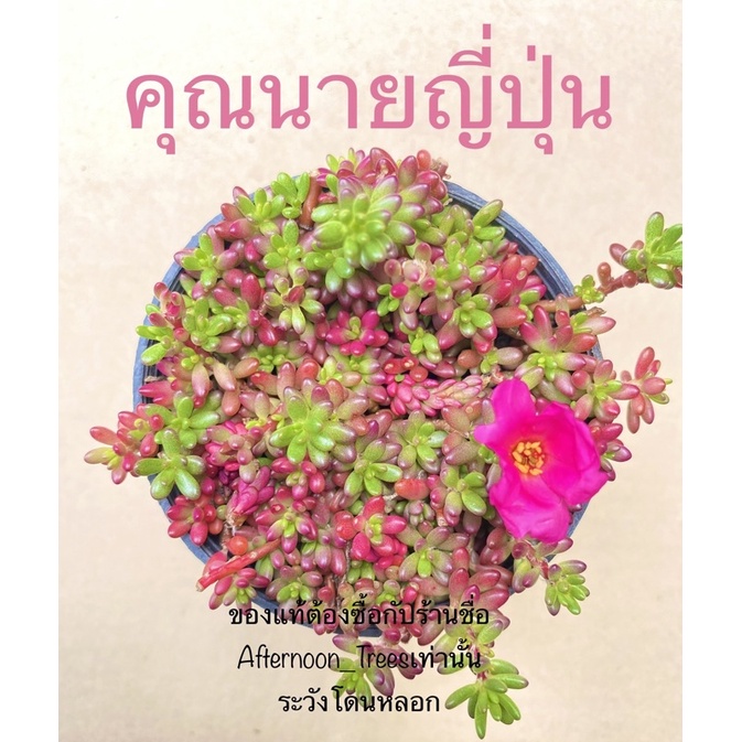 คุณนายญี่ปุ่น-ต้นแพรทับทิม-ออกดอกง่าย-ไม้ร่มได้แดดได้-1ต้นก็ส่งค่ะ