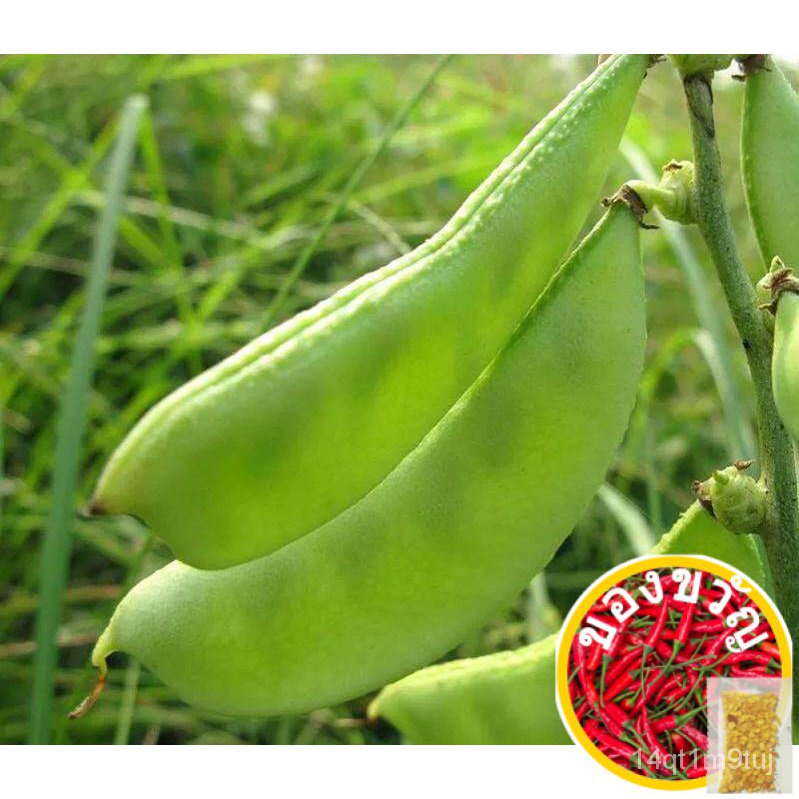 benih-lentil-hijau-10เมล็ด-สีเขียว-เมล็ด-สีเขียว-eyebrow-bean-seedsed-เมล็ด-opjp