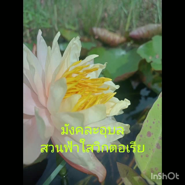 บัวฝรั่ง-มังคละอุบล59