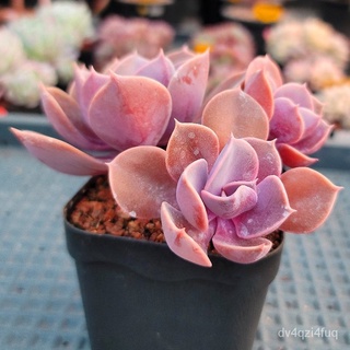 【Ready stock】ฉ่ำรวมกันกระถางป้องกันรังสีพืชสีเขียวดอกไม้  Succulent   QF5Z