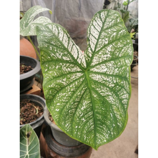 บอนสี-อิเหนา-caladium-ส่งต้นตามภาพ