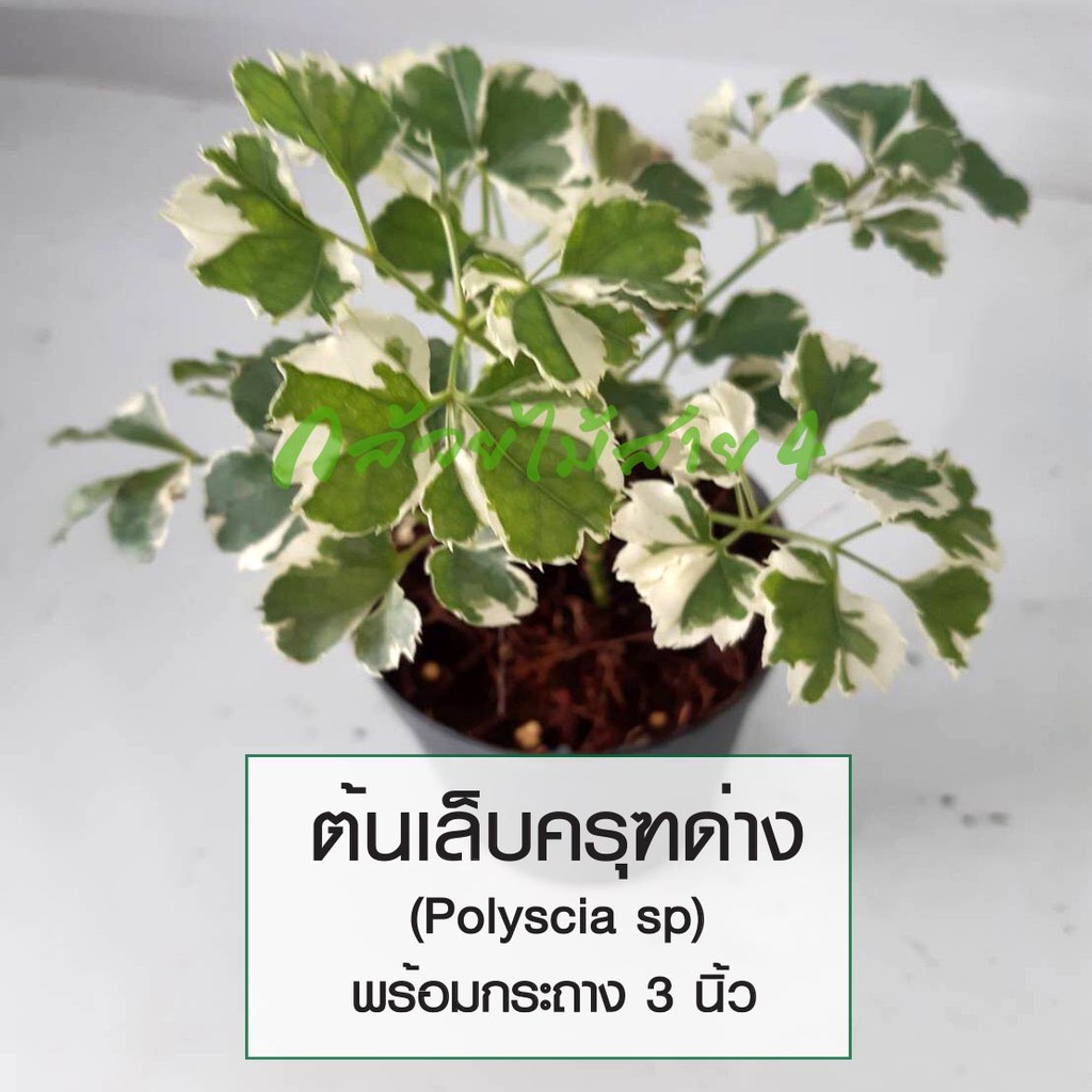 ภาพสินค้าต้นเล็บครุฑด่าง (Polyscia sp) ต้นไม้ประดับ โต๊ะทำงาน พร้อมกระถางสีดำ 3 นิ้ว จากร้าน bangkokgreen บน Shopee ภาพที่ 3