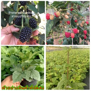 (ขาย ต้นพันธุ์) จัดเซตคู่ ( 2 ต้น ) ราสเบอร์รี่ +แบลคเบอรี่ Raspberry blackberry สวนบนดอย แบล็คเบอร์รี แบล็คเบอร์รี่