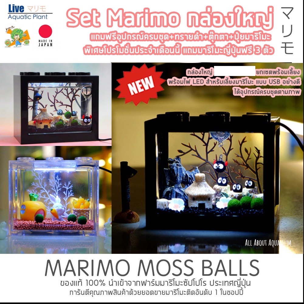 สินค้าพร้อมส่ง-มาริโมะ-marimo-set-ตู้เหลี่ยมมีไฟled-แถมฟรีอุปกรณ์ครบชุดพร้อมเลี้ยง-ตกแต่งตู้ปลา-สาหร่ายมาริโมะ-มอส