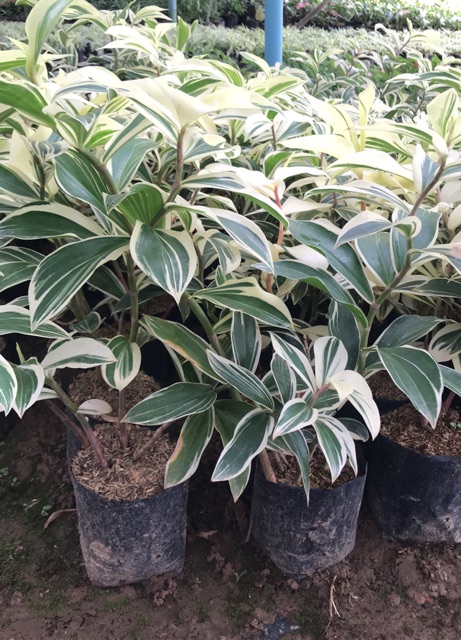 วาสนามหาสุข-เอื้องหมายนา-ไม่ด่าง-ด่าง-dracaena-sp-variegated