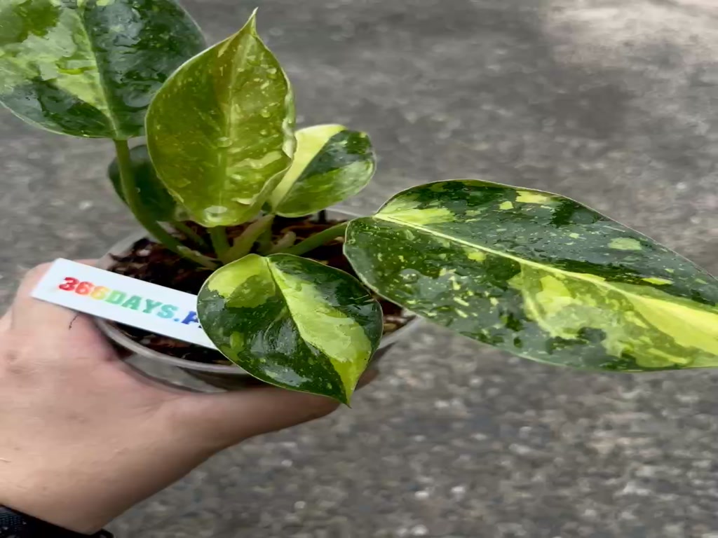 กรีนคองโก-ฟิโลกรีนคองโกไฮบริด-philodendron-green-congo-hybrid-var