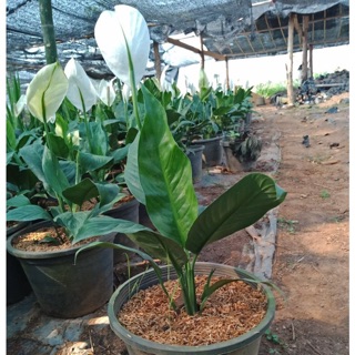 Flower Garden F342 ต้นเดหลี (Peace Lily)ต้นกวักเงิน ไม้มงคล ฟอกอากาศ (ส่งติดดอกทุกต้น)