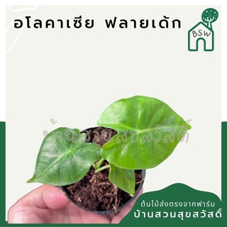 Alocasia Frydek อโลคาเซียฟรายเด็กซ์ กระถาง 3 นิ้ว