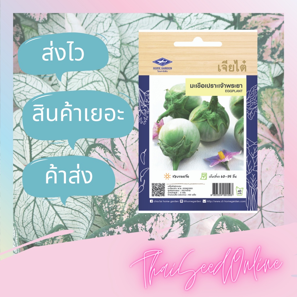 ภาพสินค้าเมล็ดพันธุ์ มะเขือเปราะเจ้าพระยา 450 เมล็ด ซองจัมโบ้ เพิ่มปริมาณมากกว่า 3 เท่า ตราเจียไต๋ Eggplant จากร้าน thaiseedonline บน Shopee ภาพที่ 2