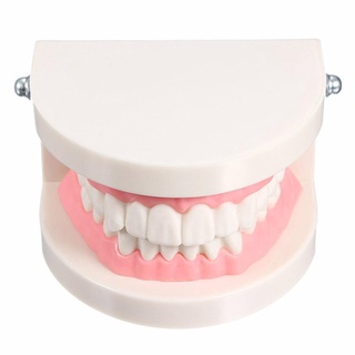 【ddydental】โมเดลฟัน สําหรับสอนทันตกรรม