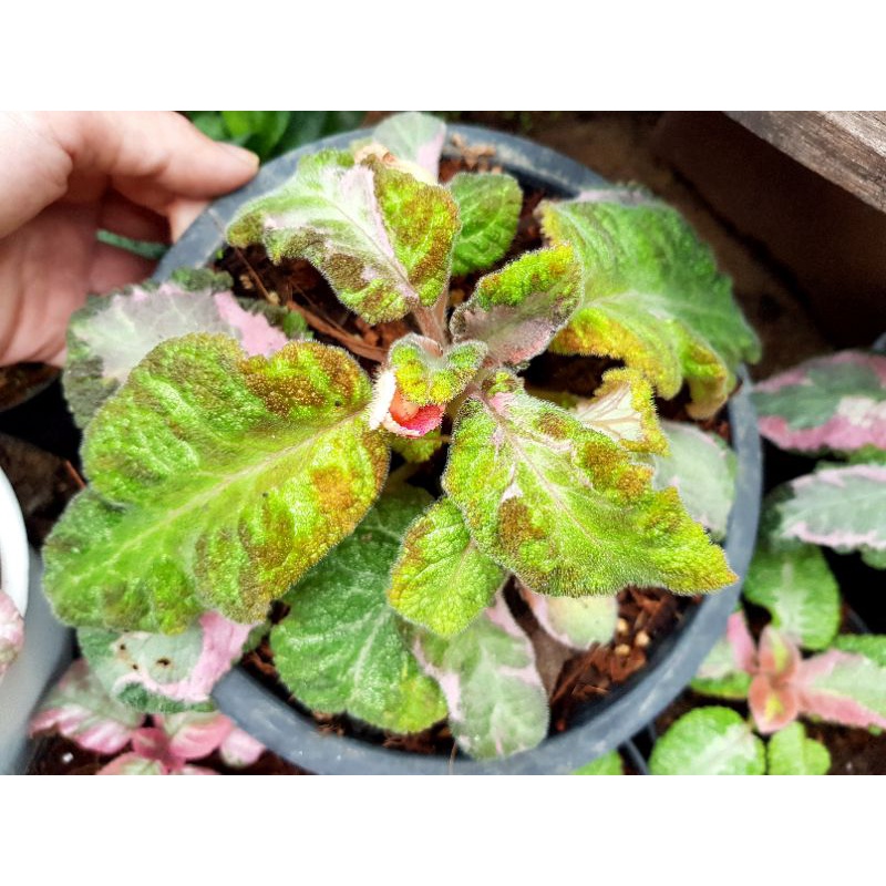 episcia-picasso-pink-ด่าง-3-สี