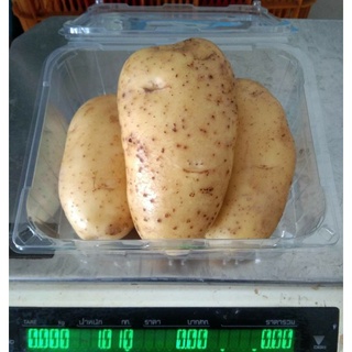 ภาพหน้าปกสินค้ามันฝรั่งสดๆ สะอาด สวย ๆ พร้อมส่ง(Potato) ที่เกี่ยวข้อง