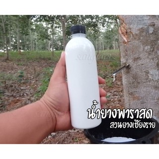 เช็ครีวิวสินค้าน้ำยางพาราสด 500 ml.น้ำยางพาราสดไม่ผ่านกระบวนการเก็บ กรีดใหม่วันต่อวันทุกขวด เก็บได้นานถึง1ปี