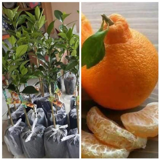 ต้นส้มเดโกปอง (Dekopon Orange) ส้มที่ได้รับการขนานนามว่าอร่อยที่สุดในโลก ขึ้นชื่อว่าส้มที่อร่อยที่สุดและแพงที่สุด เ