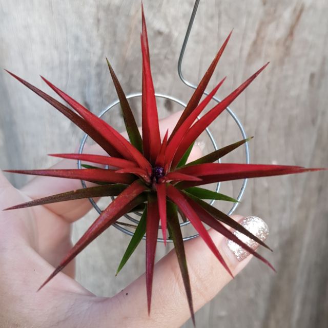 ทิลเเลนเซีย-สับปะรดสี-tillandsia-ionanthared