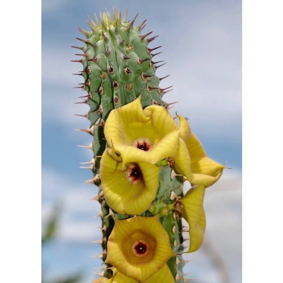 hoodia-parviflora-เก๋งจีน