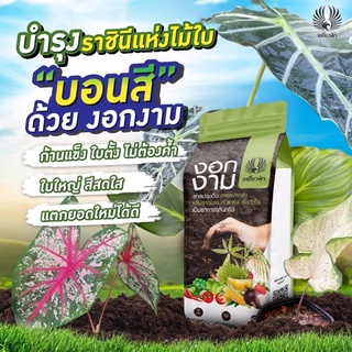 ภาพหน้าปกสินค้างอกงาม ตราเหยี่ยวดำ ขนาด 1 ก.ก. ที่เกี่ยวข้อง