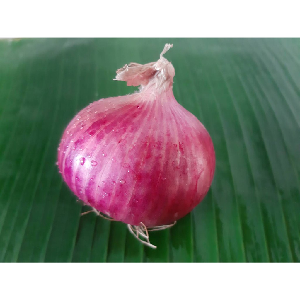 ภาพหน้าปกสินค้าหอมแขก สดๆ แต่งสวย (Red onion)