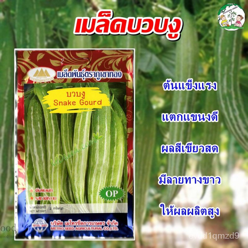 100-อ้วนเมล็ด-สต็อกในประเทศไทยเมล็ดพันธุ์บวบงูเมล็ดพันธุ์บวบงูเมล็ดพันธุ์บวบเมล็ดพันธุ์ผักเมล็ดพันธุ์ผักสวนเมล็ดพันธุ์ค