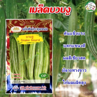 100% อ้วนเมล็ด,สต็อกในประเทศไทยเมล็ดพันธุ์บวบงูเมล็ดพันธุ์บวบงูเมล็ดพันธุ์บวบเมล็ดพันธุ์ผักเมล็ดพันธุ์ผักสวนเมล็ดพันธุ์ค